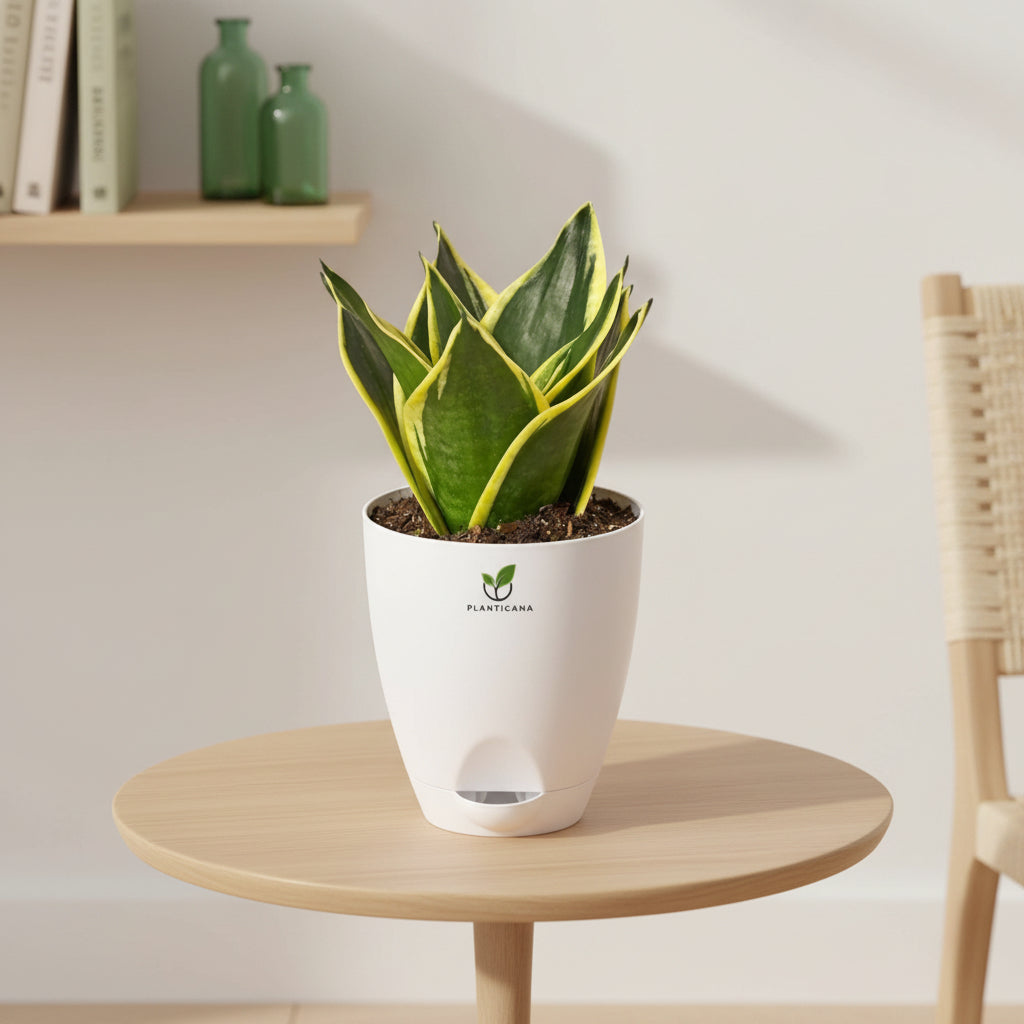 Golden Compact Snake Plant – Self-Watering Pot