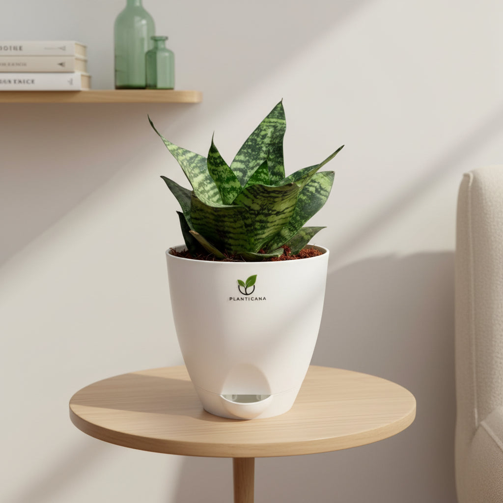 Sansevieria Hahnii in Self-Watering Pot