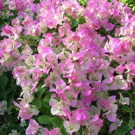 Pink & White Bougainvillea Plant