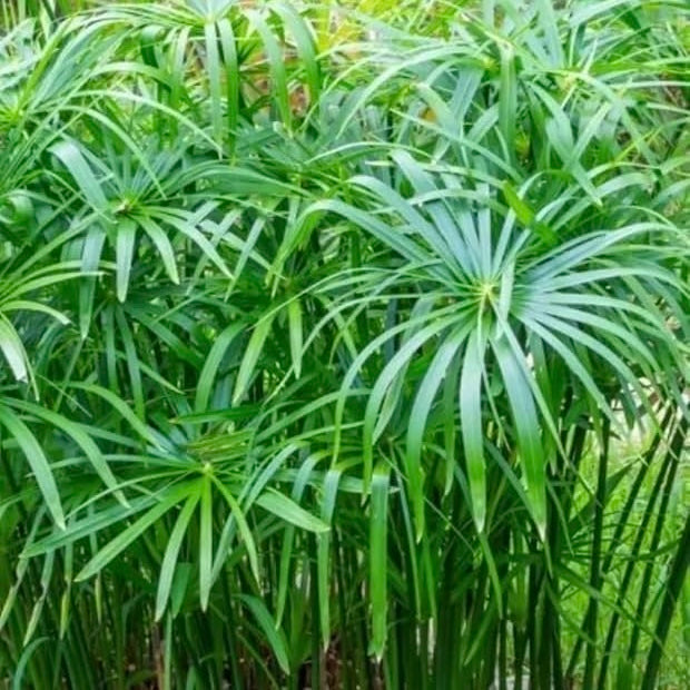 Umbrella Palm (Cyperus Alternifolius) –