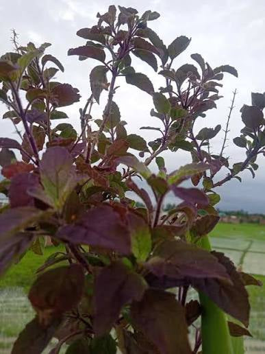 Shyam Tulsi (Ocimum Tenuiflorum) – Medicinal & Sacred Herb Plant