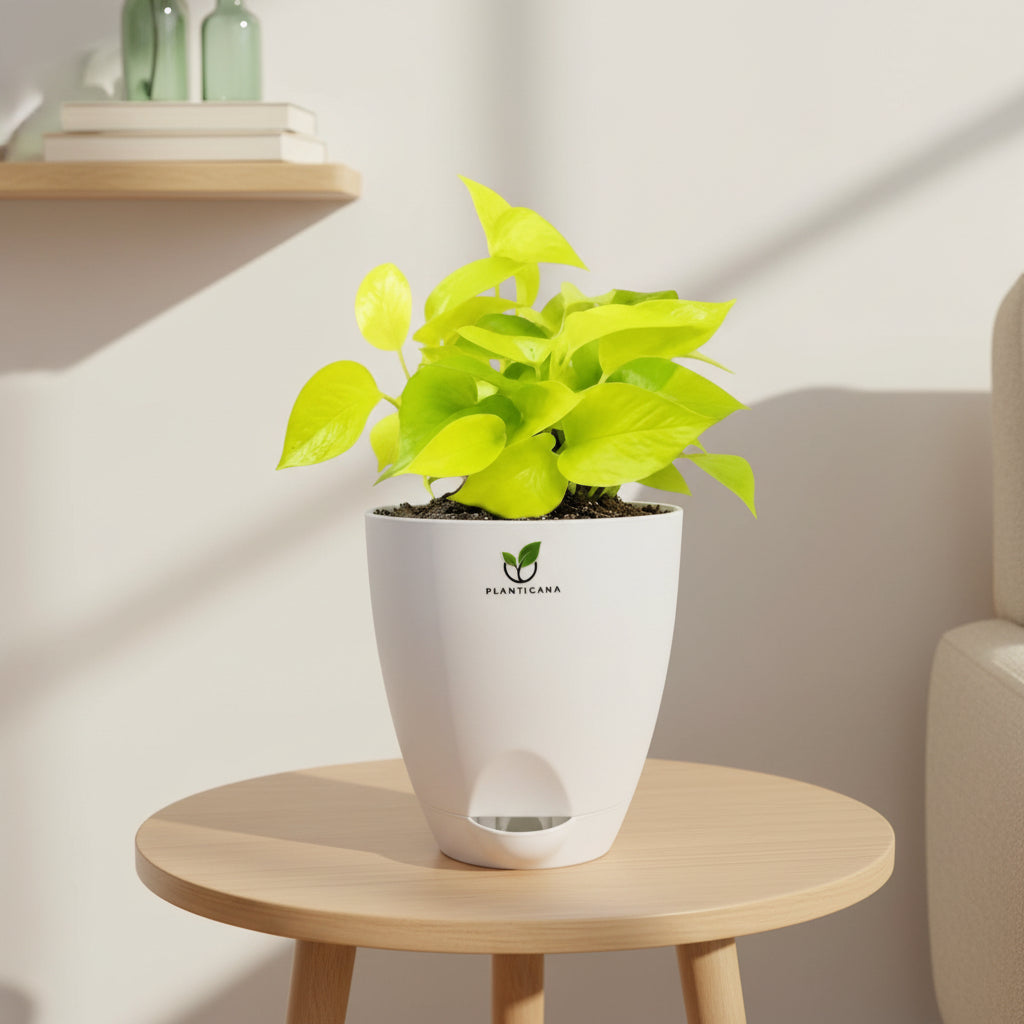 Neon Pothos in Self-Watering Pot