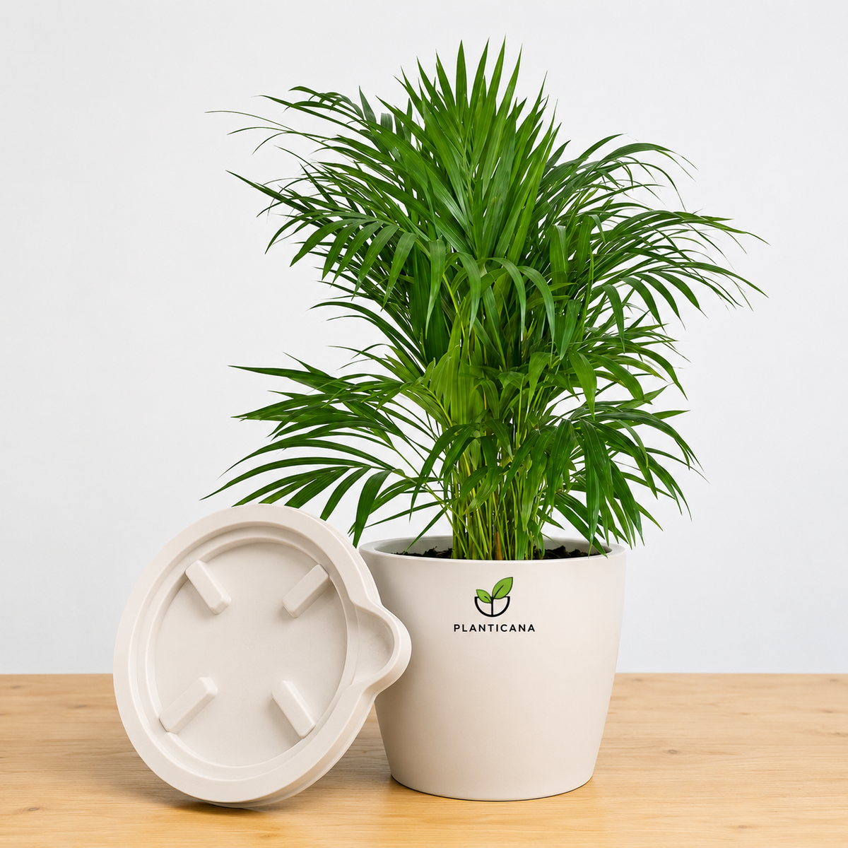 Areca Palm Plant with Planticana Self-Watering Pot & Tray