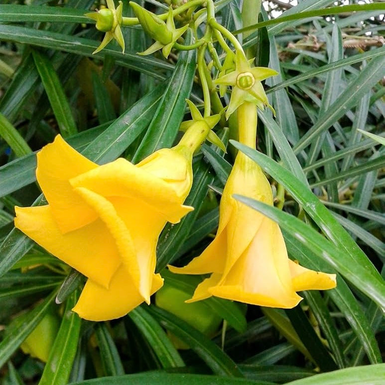 Yellow Kaner Plant