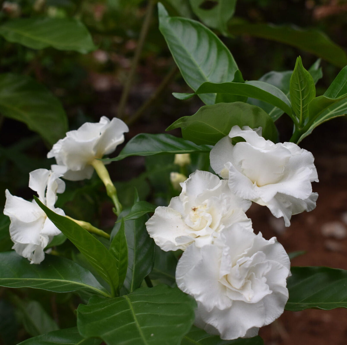 Crape Jasmine Double Plant