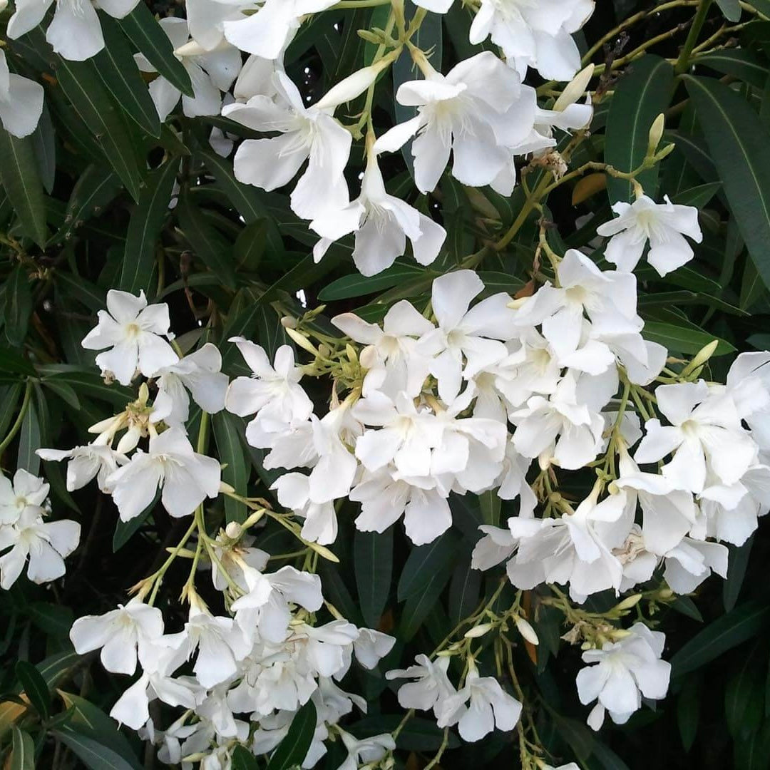 White Kaner Plant (White Oleander)