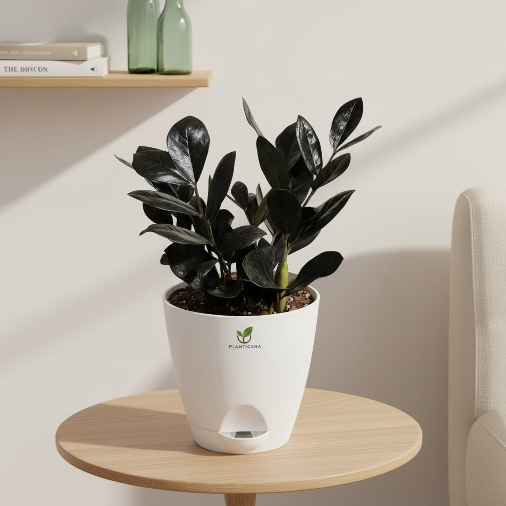 Raven Black ZZ Plant in Self-Watering Pot