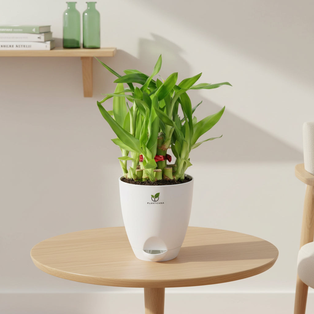 Lucky Bamboo 2 Layer in Self-Watering Pot