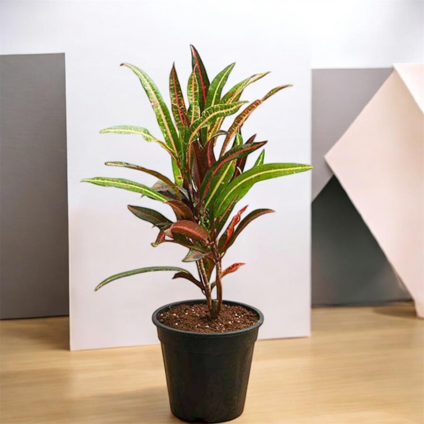 Rainbow Croton Plan