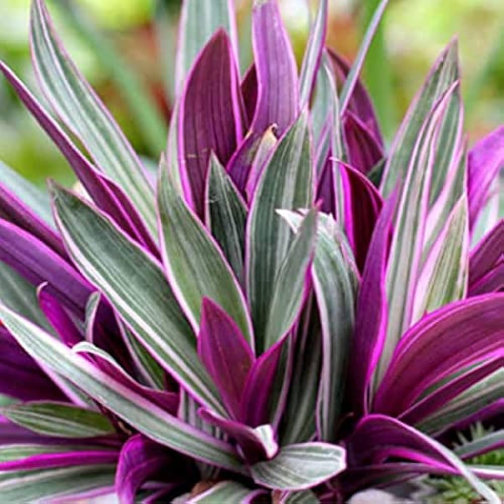Rhoeo Tricolour Plant
