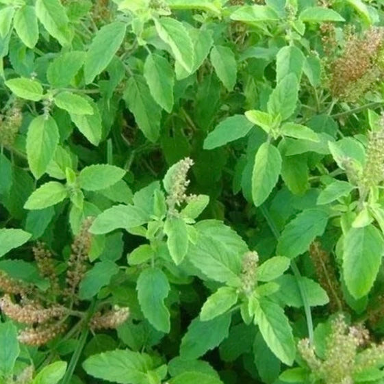 Ram Tulsi (Ocimum Gratissimum) – Medicinal & Sacred Herb Plant