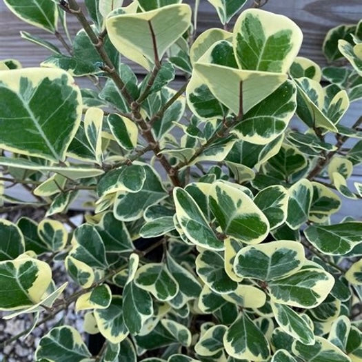Variegated Ficus (Ficus Triangularis Variegata) (Plant)