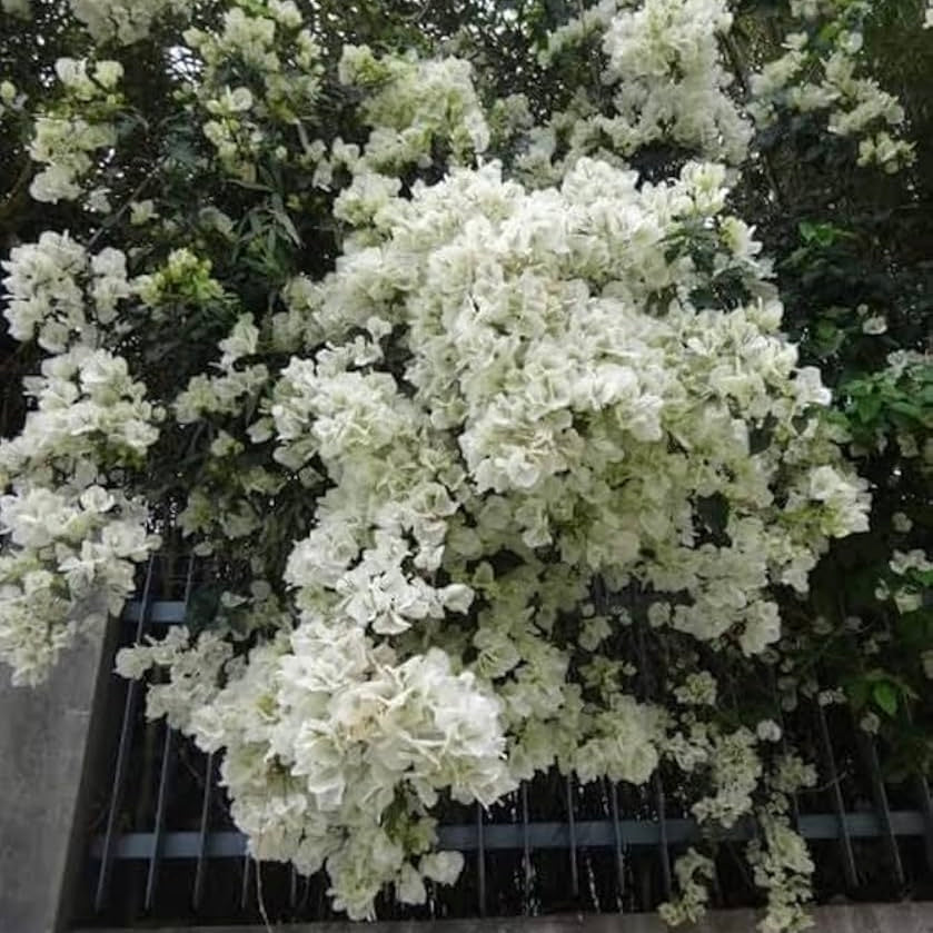 White Bougainvillea Plant (White Paper Flower)