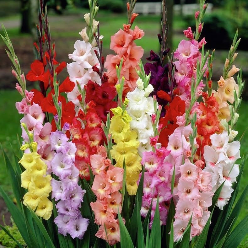 Gladiolus Mixed Color Flower Bulbs