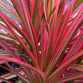 Red Dracaena Colorama Plant