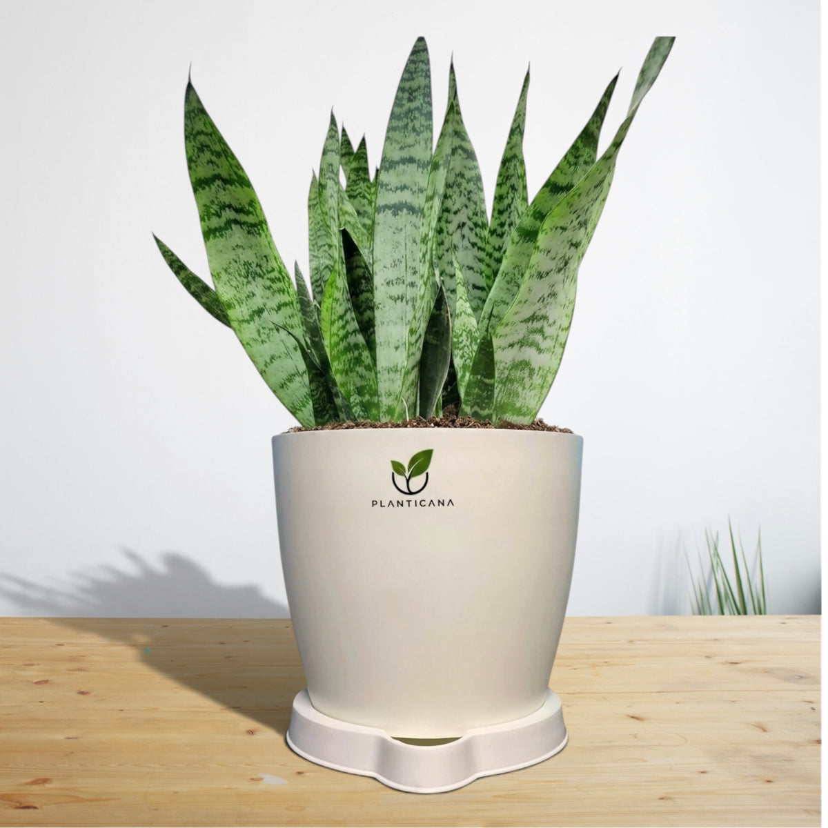Sansevieria (Dracaena trifasciata) Plant with Self-Watering Pot & Tray
