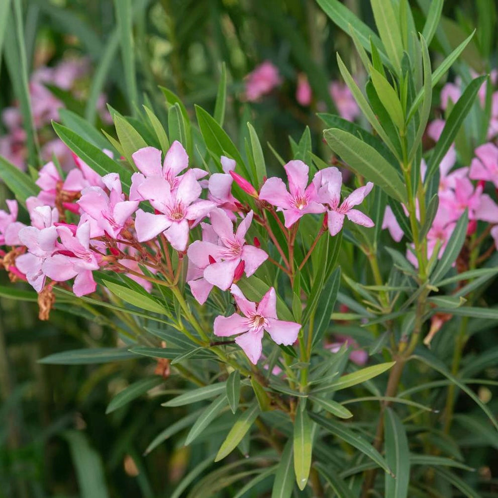 Pink Kaner Plant (Oleander)