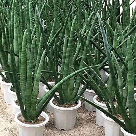 Starfish Snake Plant (Sansevieria Cylindrica βBoncelβ) β Indoor Plant