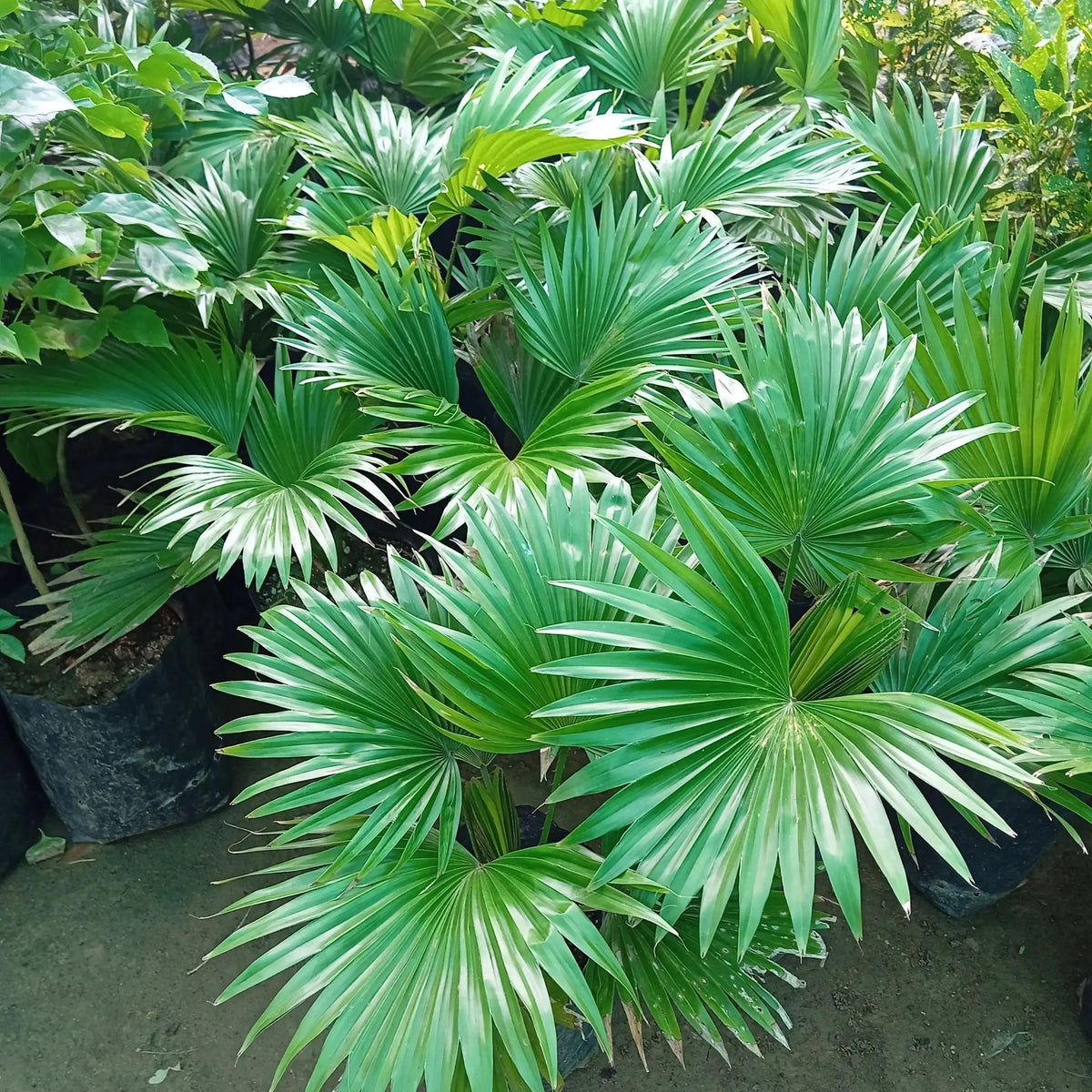 Table Palm (Livistona Rotundifolia) – Indoor Palm Plant