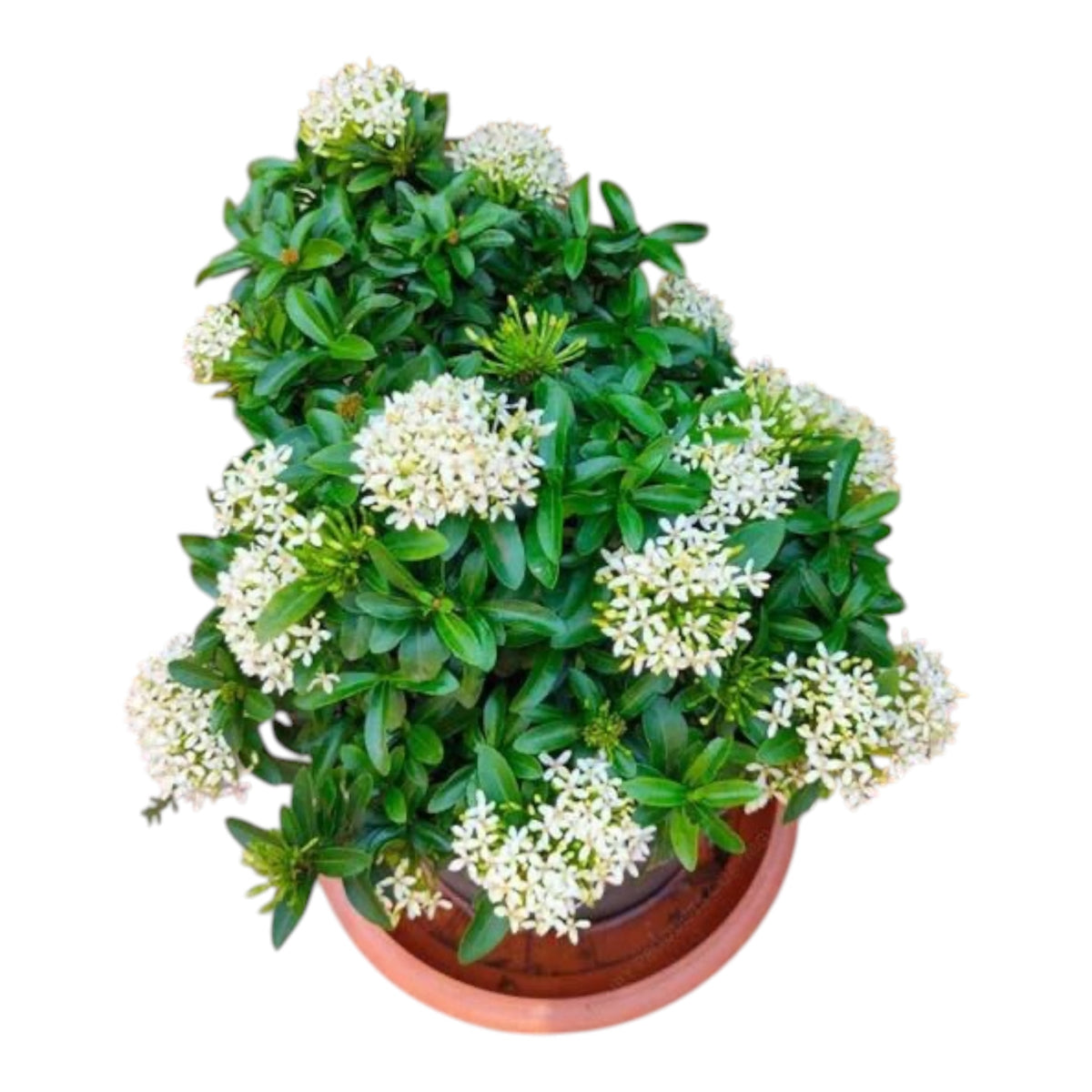 Ixora Mini Dwarf White (Ixora Coccinea) – Flowering Plant