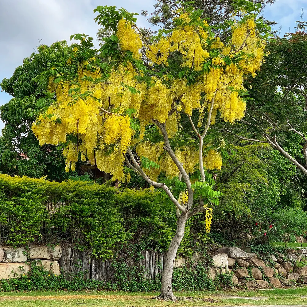 Amaltas Plant (Cassia Fistula) – Golden Shower Tree