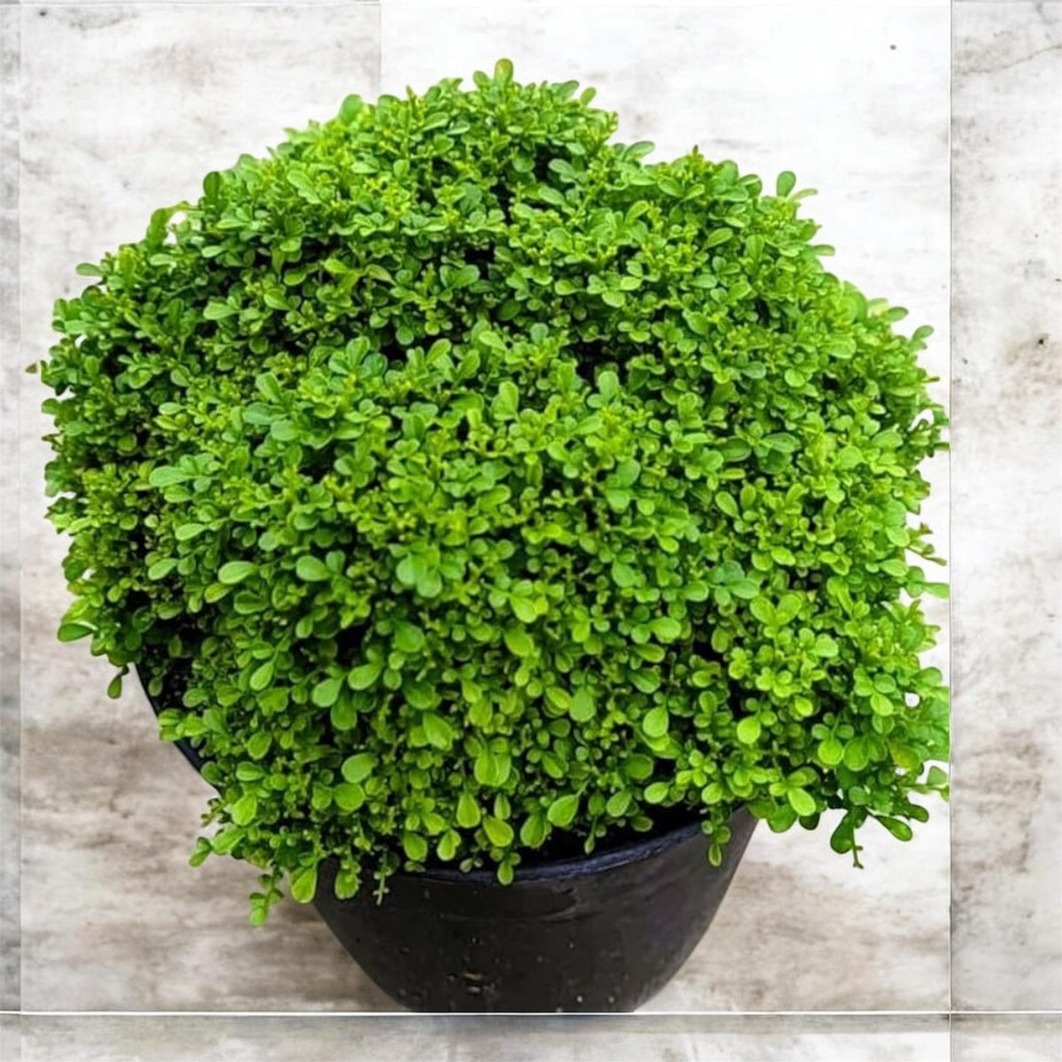 Table Kamini Plant (Murraya Paniculata) – Ornamental & Fragrant Plant