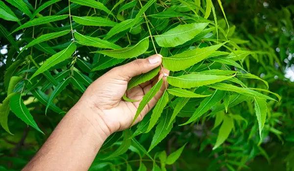 Neem Plant