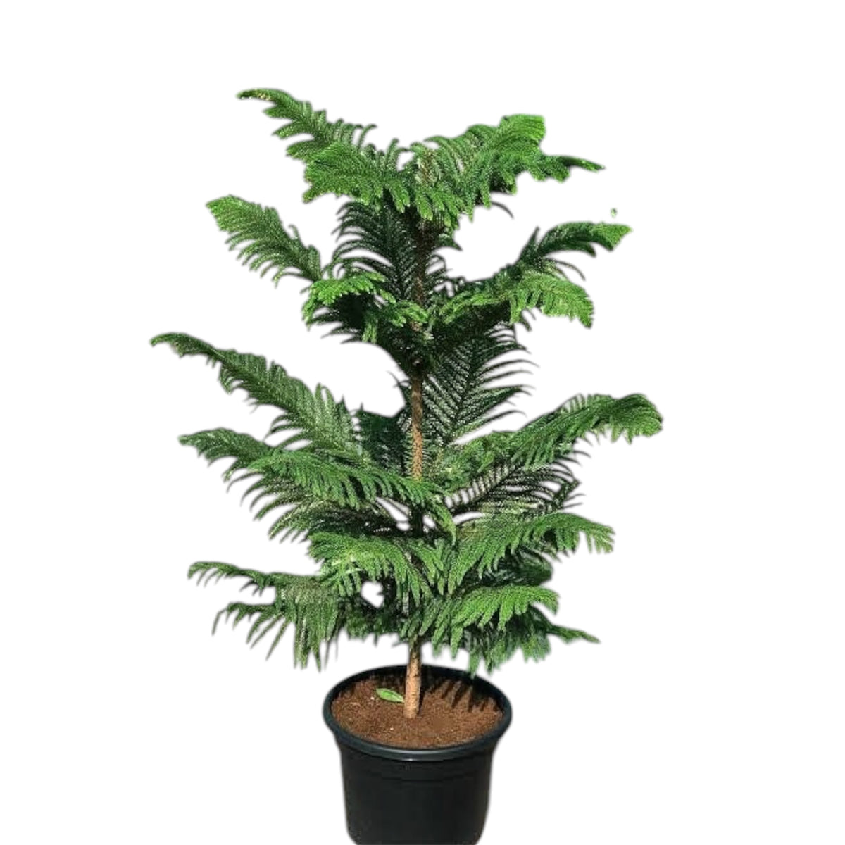 Christmas Tree Plant