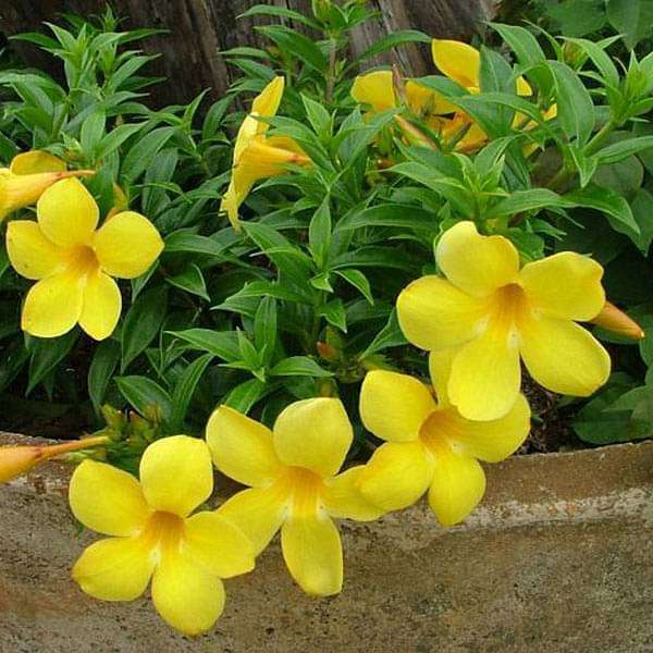 Allamanda Cathartica Dwarf Yellow Plant