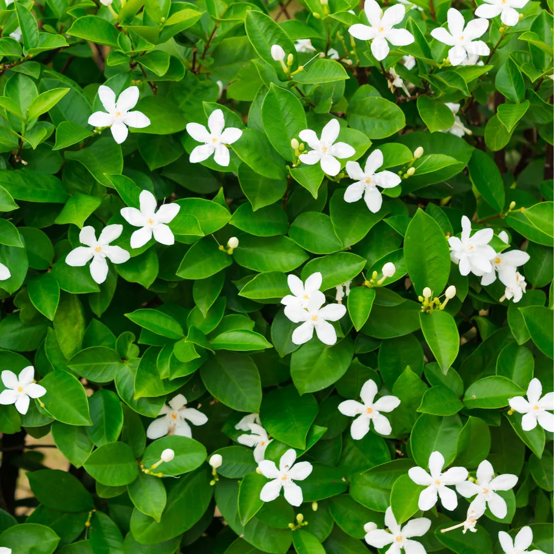 Sri Lankan Jasmine Plant