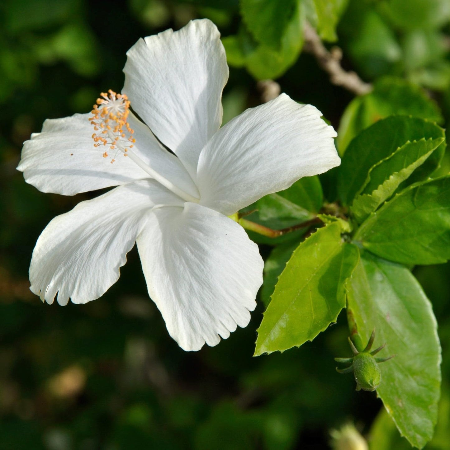 Dwarf White Hibiscus Plant (Dwarf Safed Gudhal)