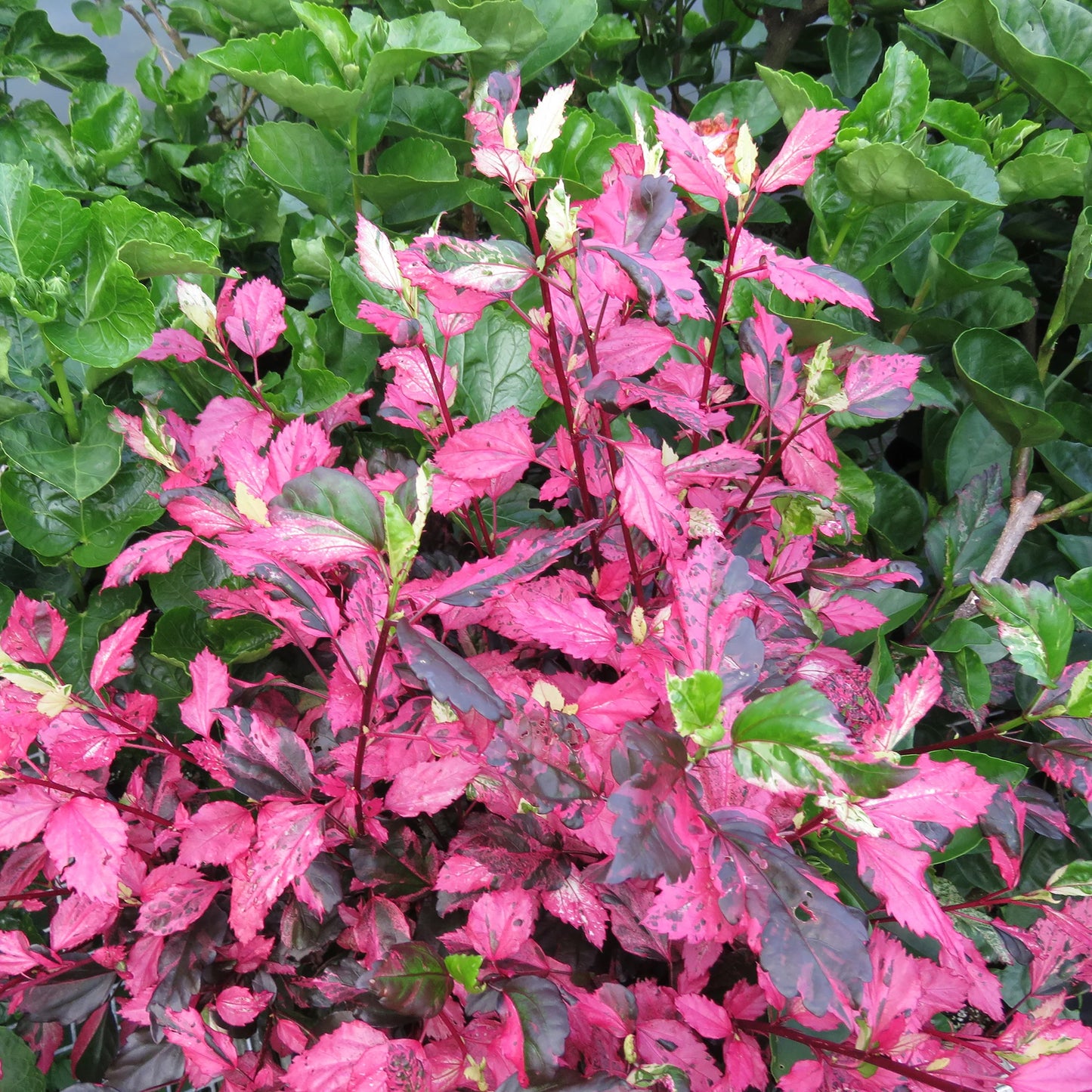 Red Hot Variegated Tropical Hibiscus Plant