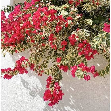 Dr Rao Variegated Red Bougainvillea Plant