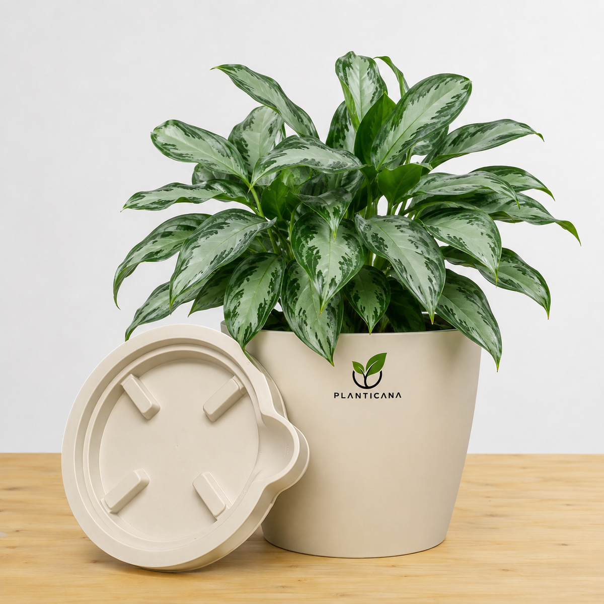 Silver Bay Aglaonema with Planticana Self-Watering Pot & Tray