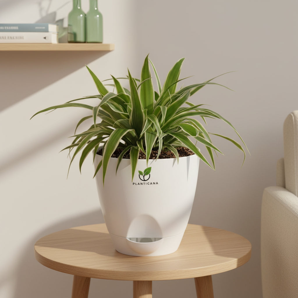 Spider Plant in Self-Watering Pot