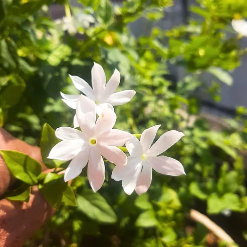 Juhi Plant (Jasmine)