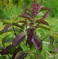 Shyam Tulsi (Ocimum Tenuiflorum) – Medicinal & Sacred Herb Plant