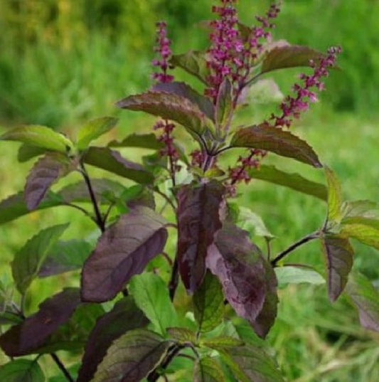 Shyam Tulsi (Ocimum Tenuiflorum) – Medicinal & Sacred Herb Plant