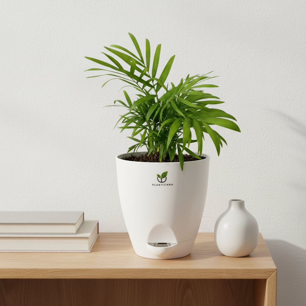 Parlor Palm in Self-Watering Pot
