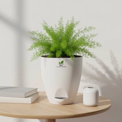 Asparagus Meyeri – Foxtail Fern in Self-Watering Pot
