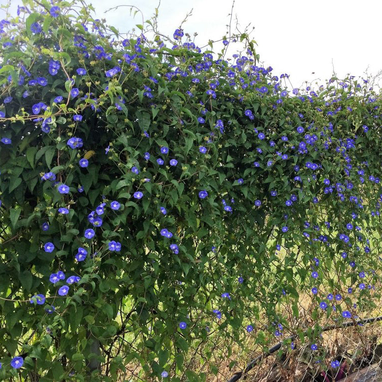 Sky Blue Flowering Vine