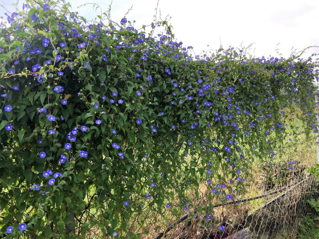 Sky Blue Flowering Vine