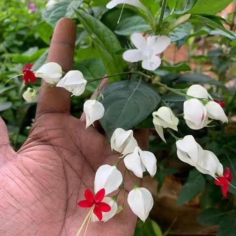 Bleeding Heart Vine (Clerodendrum Thomsoniae) – Flowering Plant