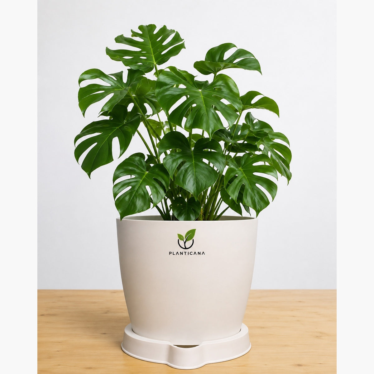 Monstera Deliciosa Plant in Planticana Self-Watering Pot
