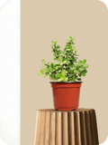 Jade Plant (Crassula Ovata)