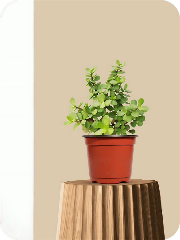 Jade Plant (Crassula Ovata)