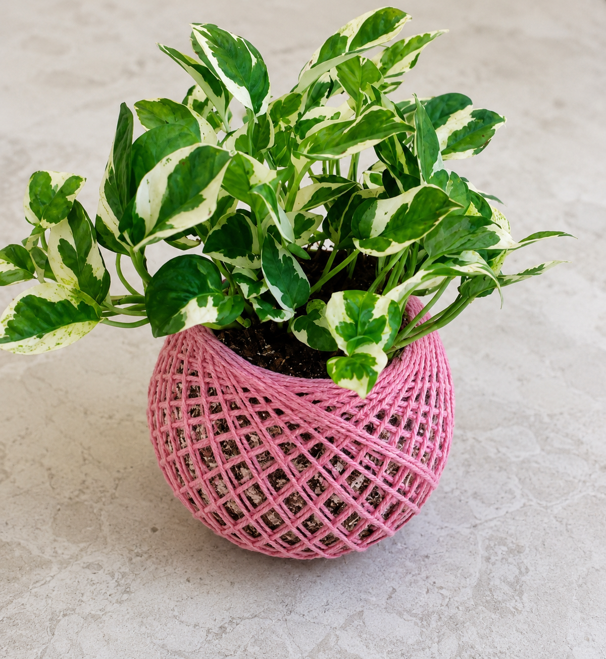 Marble Queen Money Plant Kokedama