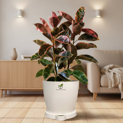 Ficus Elastica ‘Ruby’ (Rubber Plant) with Planticana Self-Watering Pot & Tray