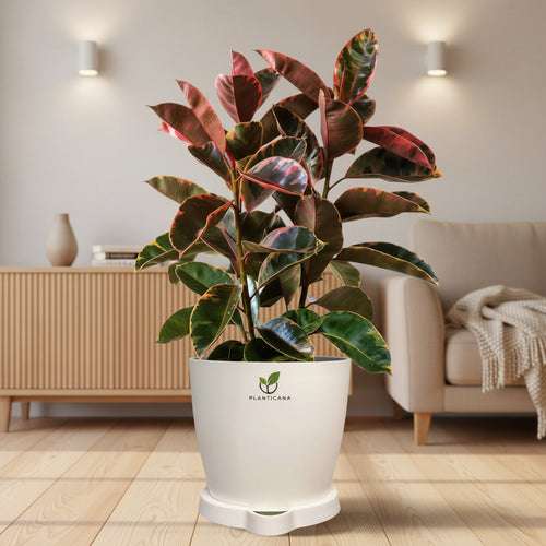 Ficus Elastica ‘Ruby’ (Rubber Plant) with Planticana Self-Watering Pot & Tray
