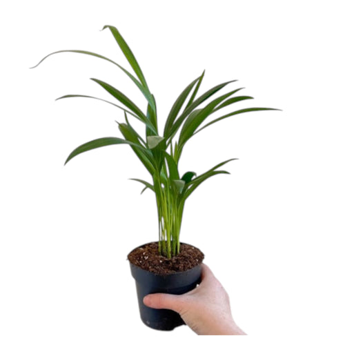 Areca Palm Plant